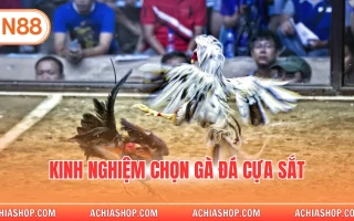 kinh nghiệm chọn gà đá cựa sắt